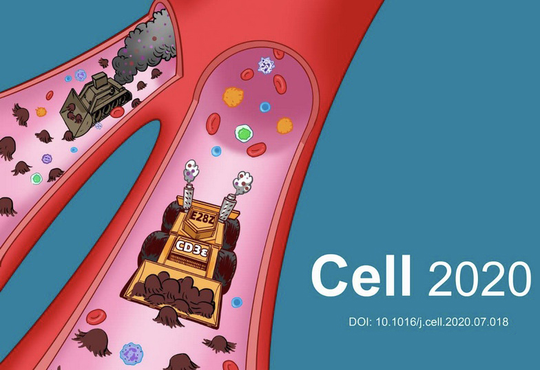 New Strategy of CAR-T Cell Therapy Developed Based on New Understanding of T Cell Receptor Signal Transduction