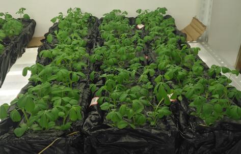 Sophora alopecuroides seedlings.jpg