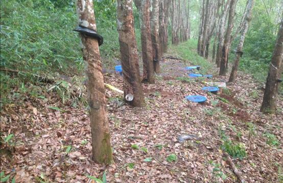 Sulfur Dissipation and Decay Interact with Hydrological Processes in Rubber Agrosystems