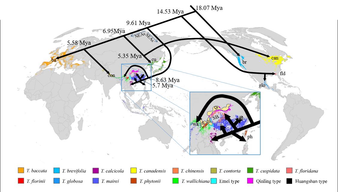 Schematic map of divergence and migrations of Taxus across the globe