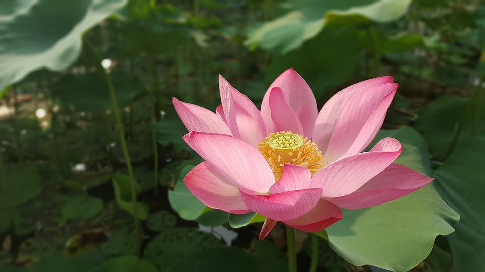 sacred lotus.jpg