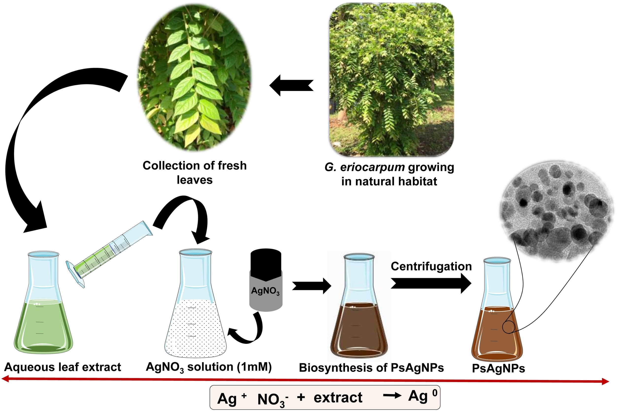 Green synthesis route of PsAgNPs using aqueous leaf extract of G. eriocarpum growing in Xishuangbanna Tropical Botanical Garden..jpg