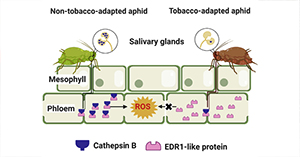 Two host associated aphid lineages triggered lineage-specific resistance of host plant