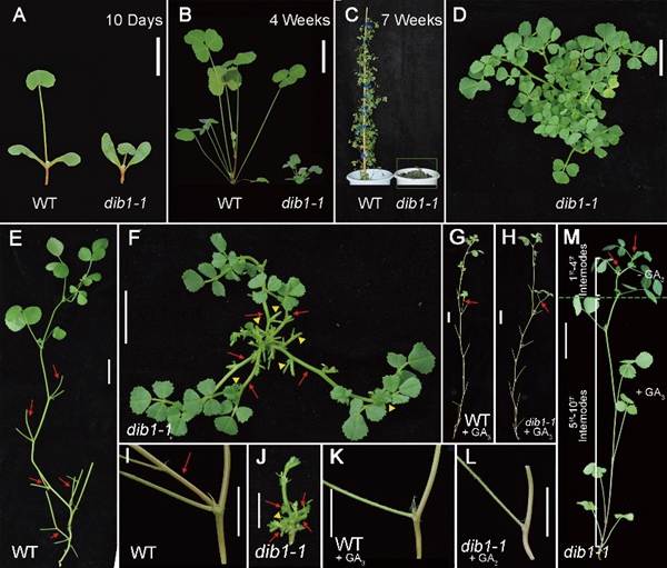 Gibberellins inhibits axillary bud outgrowth in Medicago truncatula .jpg