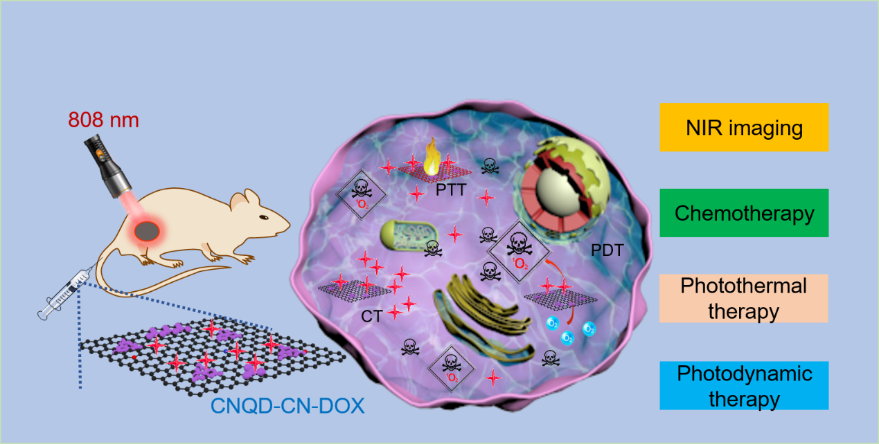 Cartoon of CNQD-CN for NIR imaging and combined chemotherapy and phototherapy of cancer.png