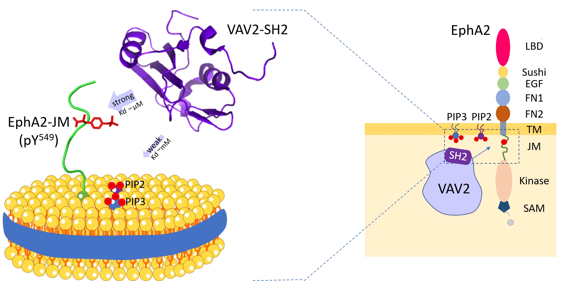 Vav2 protein binds to cell membrane phospholipids and the receptor tyrosine kinase EphA2 juxtamembrane region.jpg