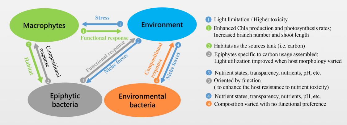 Summary of the triadic relationships among macrophyte hosts, bacteria (epiphytic bacteria and environment bacteria) and the environments (Image by WBG).jpg