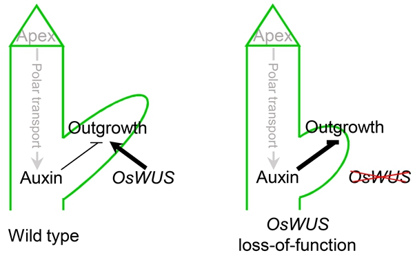 A proposed model for OsWUS in till bud growth