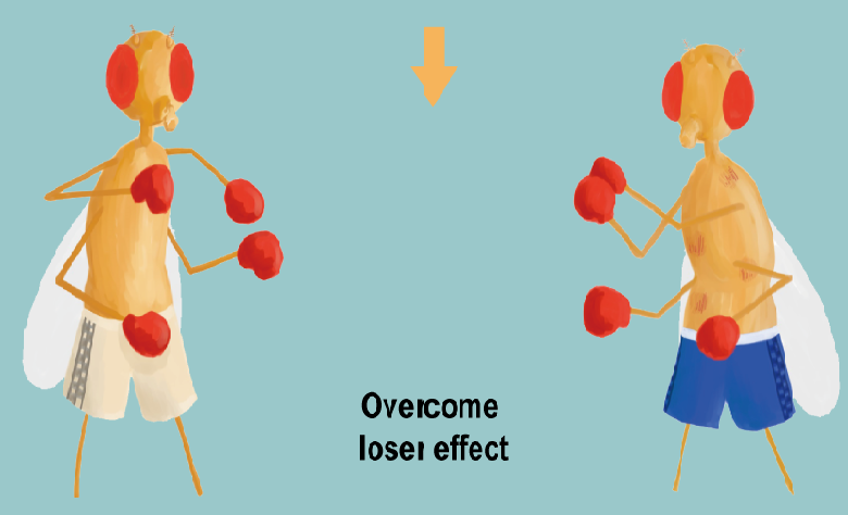 Researchers Reveal Serotonin Signals' Role in Reversing 