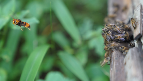 Contagious Pursuit Deterrence Signal First Found in Social Insects