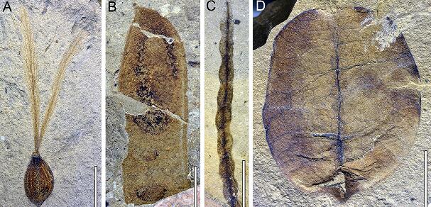 Newly Discovered Fossils Prove 