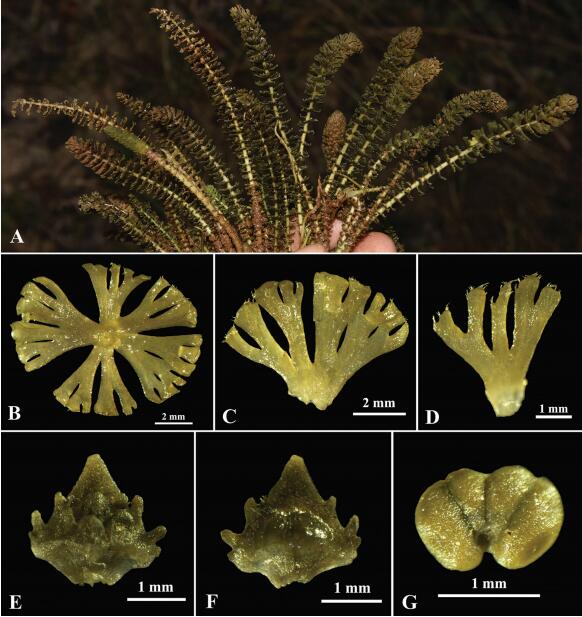Hydrostachys flabellifera G.W. Hu, Zhun Xu & Q.F. Wang（Image by Sino-Africa Joint Research Center）.jpg