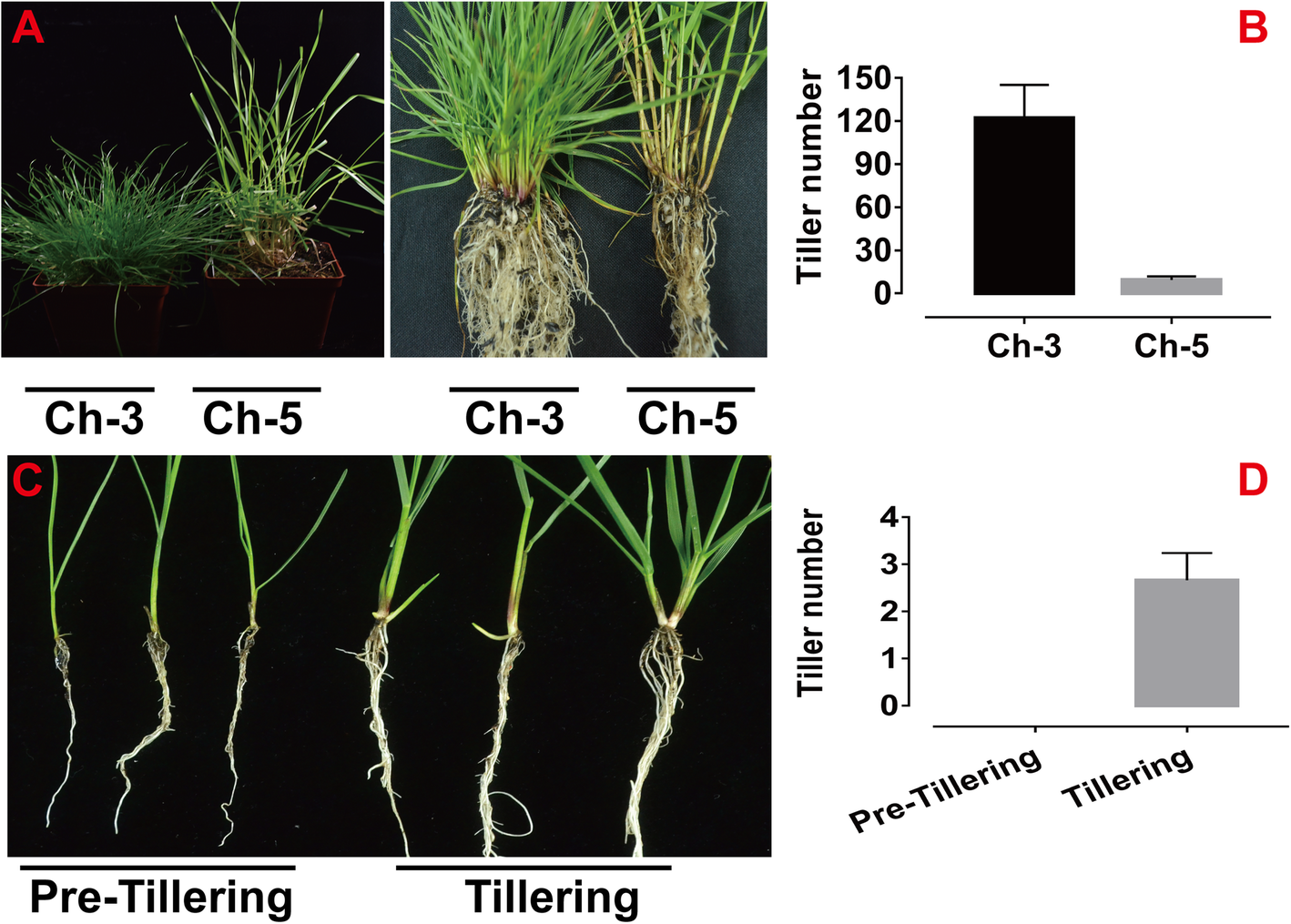 Genome-wide Small RNA Profiling Analysis Unveils Tiller Development in Tall Fescue