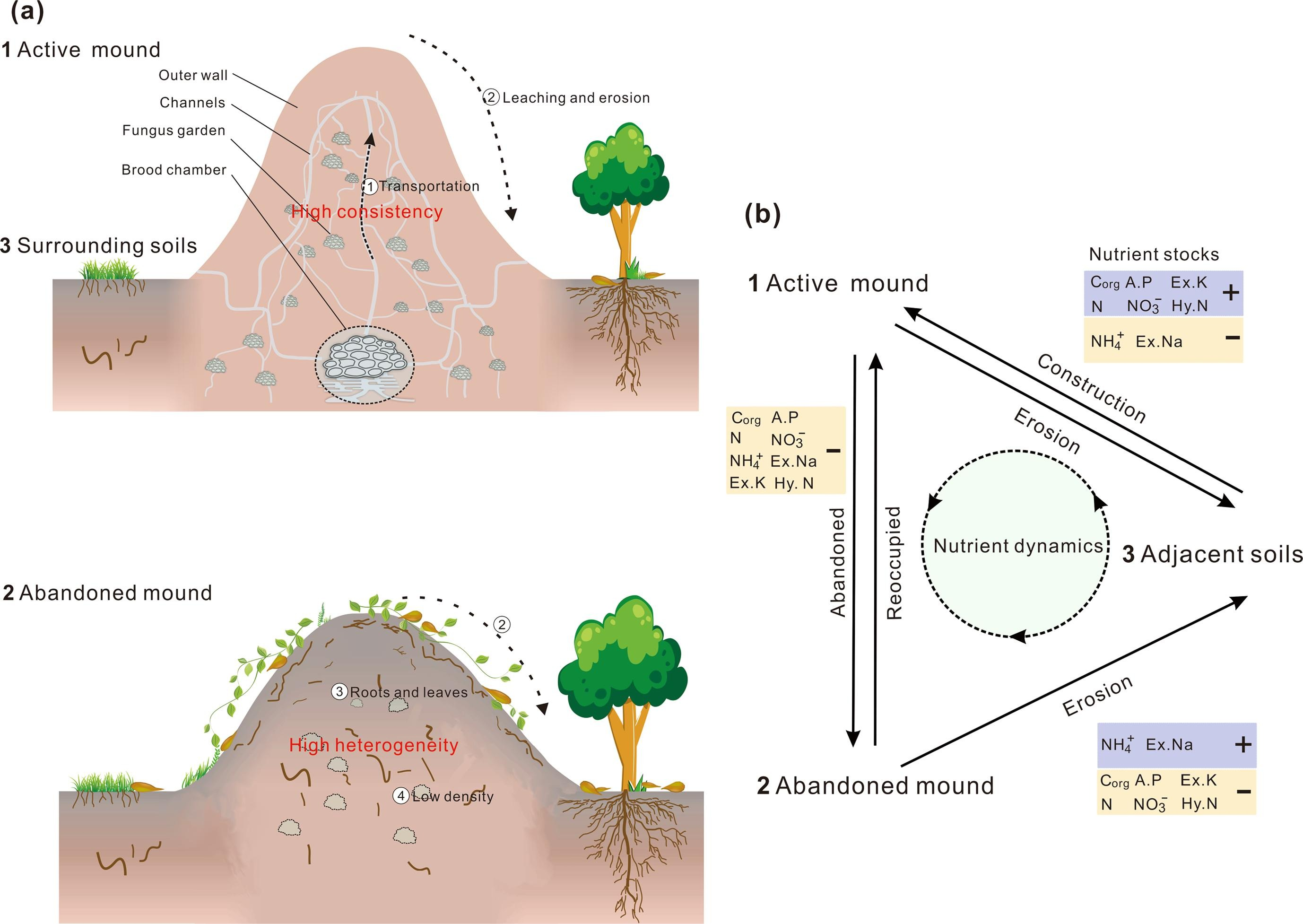 Termite Mounds of <i>Odontotermes</i> Create 