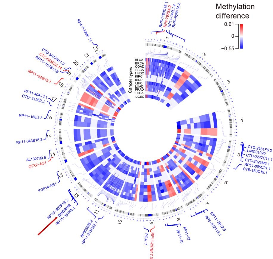 Scientists Discover Novel Potential Diagnostic, Prognostic and Therapeutic Target for Clear Cell Renal Cell Carcinoma
