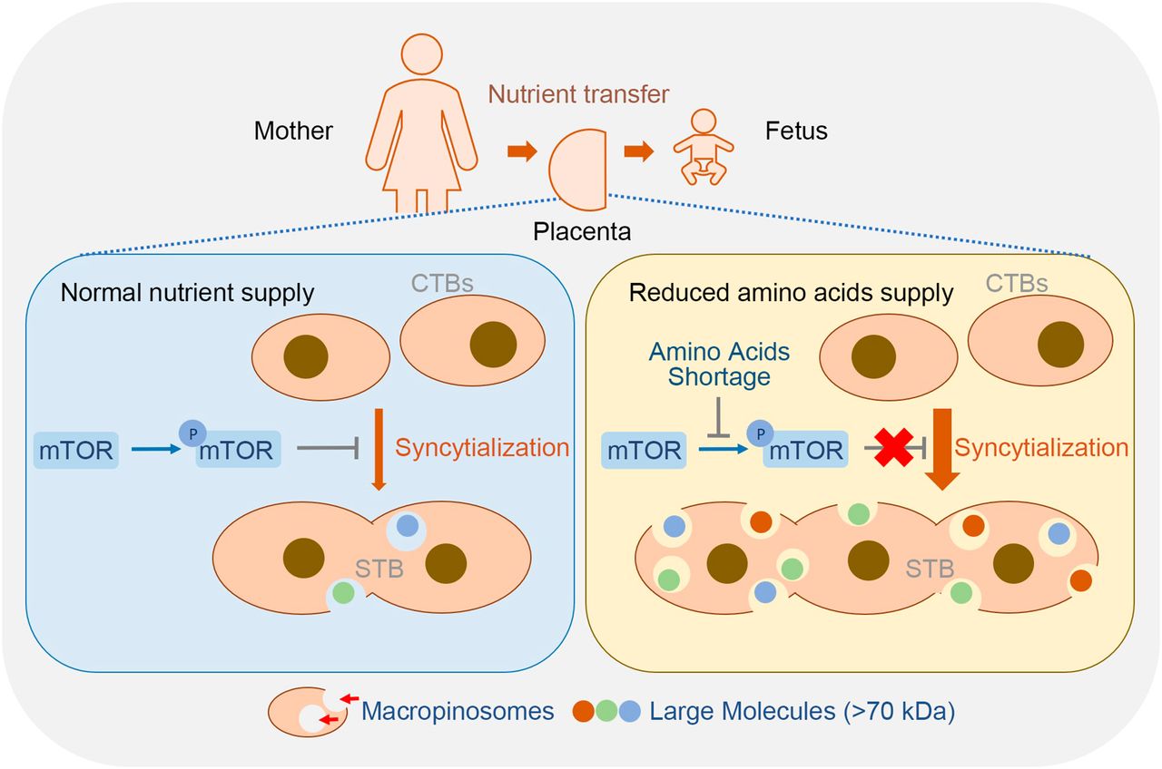 Unique Cellular Strategy in Placenta to Compensate Nutrient Deprivation during Pregnancy