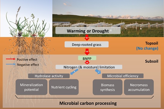 Mechanisms regulating the warming and drought effects on microbial carbon processing.jpg