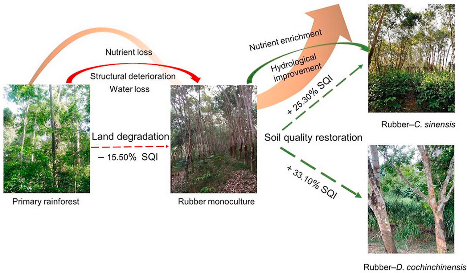 Soil quality assessment of different rubber plantations in tropical China
