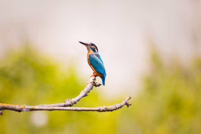 Climate Change Influences Biodiversity Evolution of Birds: Study
