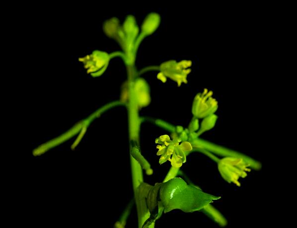 New Species of Mustard Family of Flowering Plants Found in Hengduan Mountains