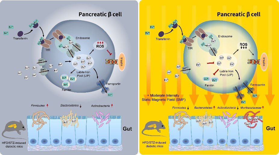 Scientists Find Static Magnetic Field Helpful to Prevent Development of Type 2 Diabetes in Mice