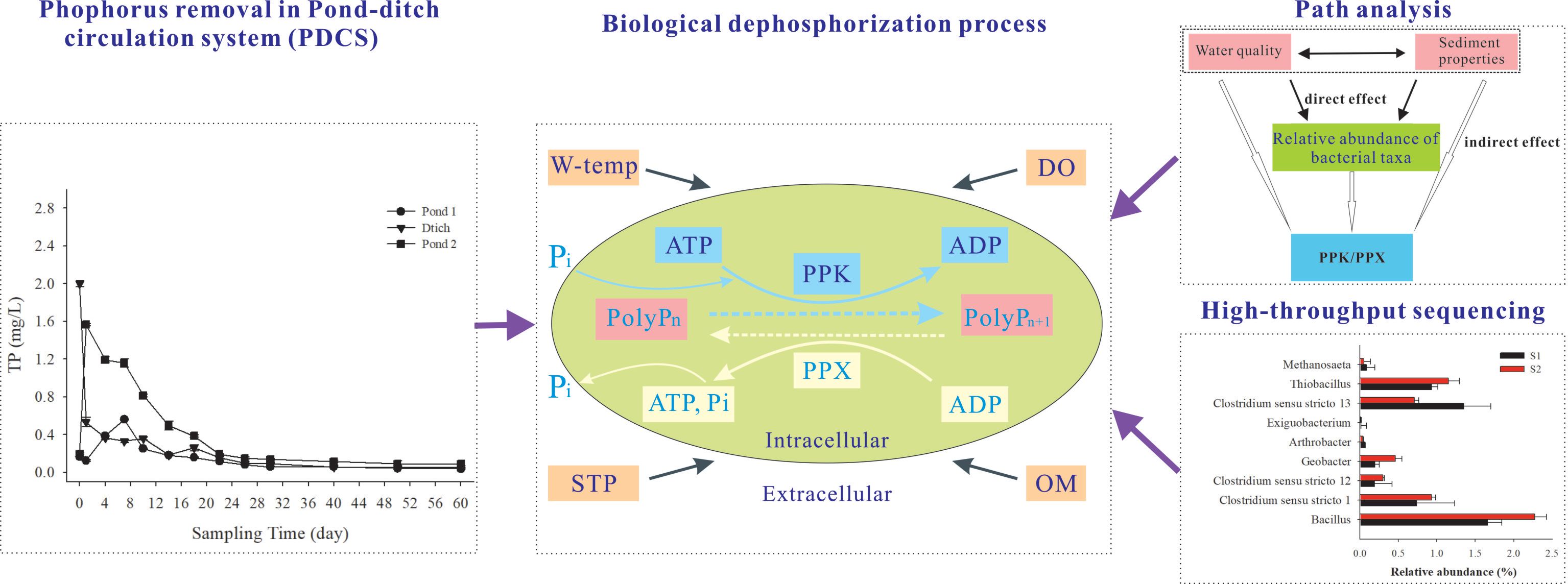 Research Reveals Mechanism of Microbial Polyphosphate-accumulating Metabolism in Pond-ditch Circulation Systems
