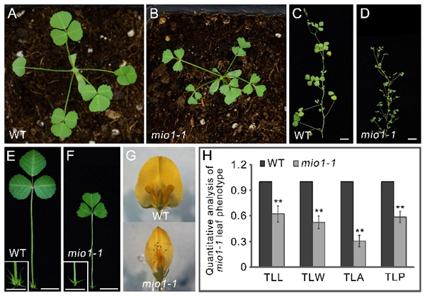 Key Regulator of Lateral Organ Size of Legume Plants Determined