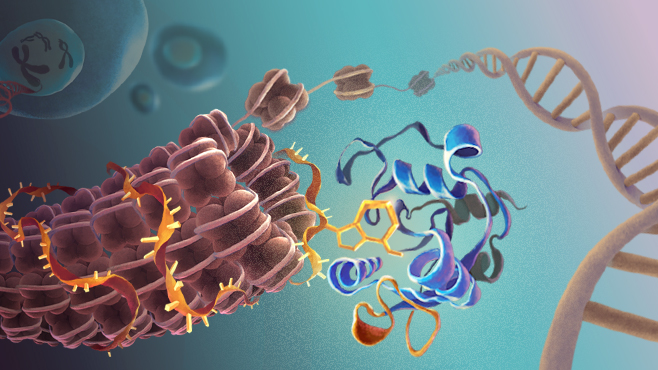 RNA m6A reader YTHDC1 guards heterochromatin formation