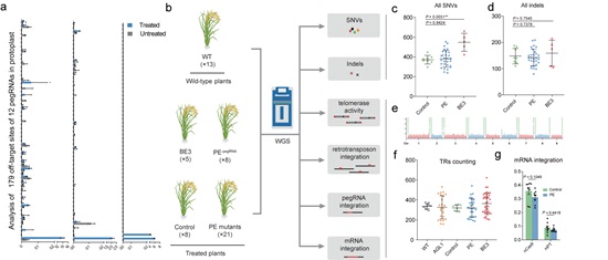 Analysis of the genome-wide specificity of prime editors in plants