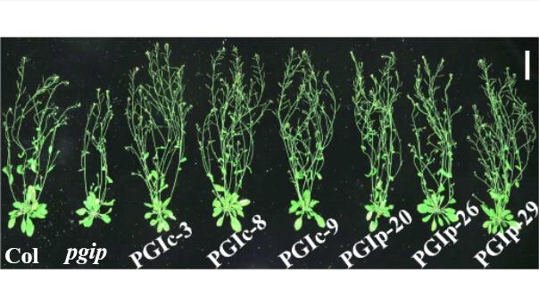 Engineering of phosphoglucose isomerase in chloroplasts improves plant photosynthesis and biomass