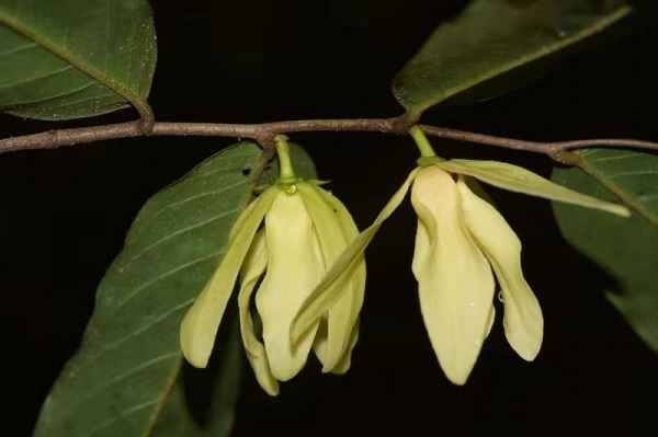 Flowers of Meiogyne oligocarpa.jpg