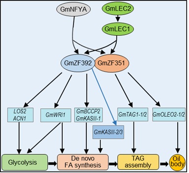 The transcriptional regulatory module of GmNFYA-GmZF392-GmZF351 for oil accumulation in soybean