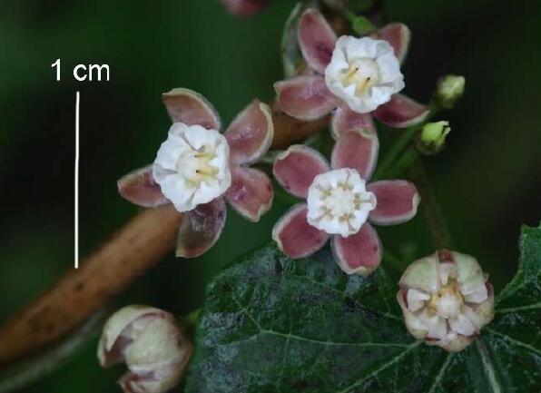 <EM>Cynanchum hubeiense</EM>, Rare Plant Endemic to Hubei Province, Discovered