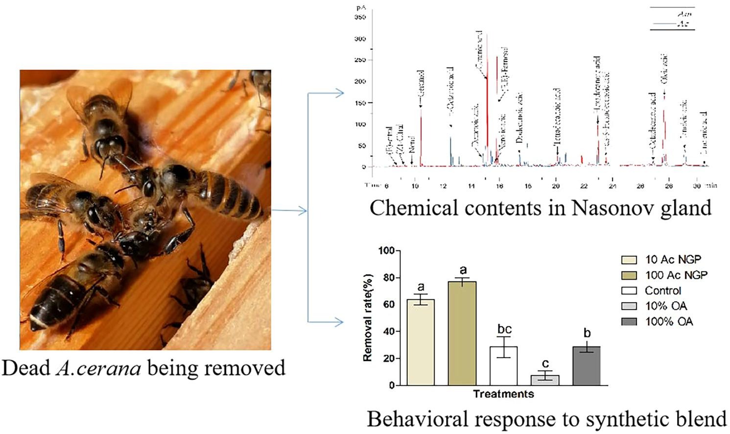 Nasonov Gland Pheromone in Asian Honey Bees Stimulates Removal of Dead Adult Bees