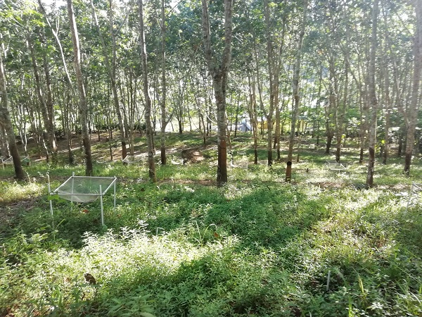 Rubber-based Agroforestry Decreases Abundance and Richness of Ground Arthropods