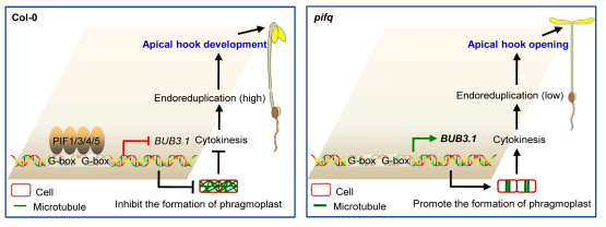 Molecular mechanism of PIF proteins in regulating cytokinesis