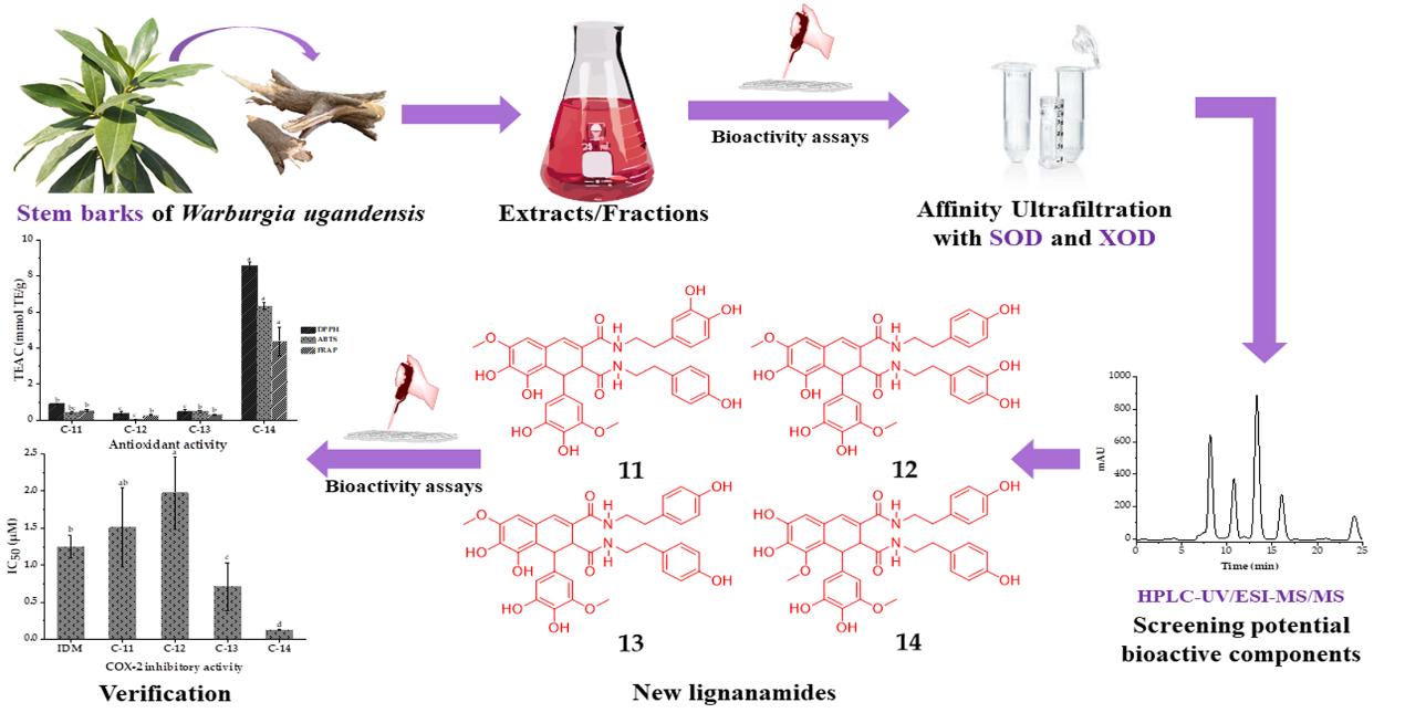 Combination of affinity ultrafiltration LC-MS with SOD and XOD enzymes to quickly screen out and identify new lignanamides from Warburgia ugandensis(Image by ZHUANG Xiaocui).jpg