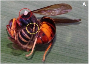 A honey bee guard attempting to sting a hornet worker that has been naturally stung in its throat by another honey bee.jpg
