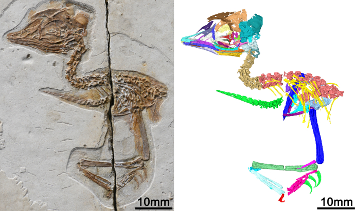 Tiny Ancient Bird from China Shares Skull Features with <EM>Tyrannosaurus rex</EM>