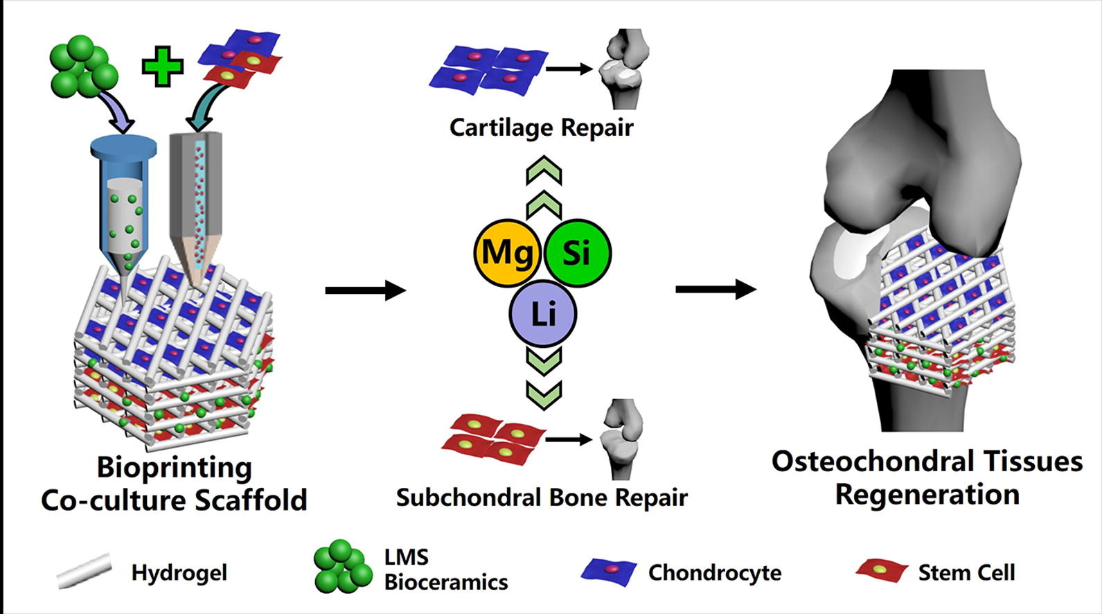 3D Bioprinting of Multicellular Scaffolds Helps Regeneration of Complex Osteochondral Tissues