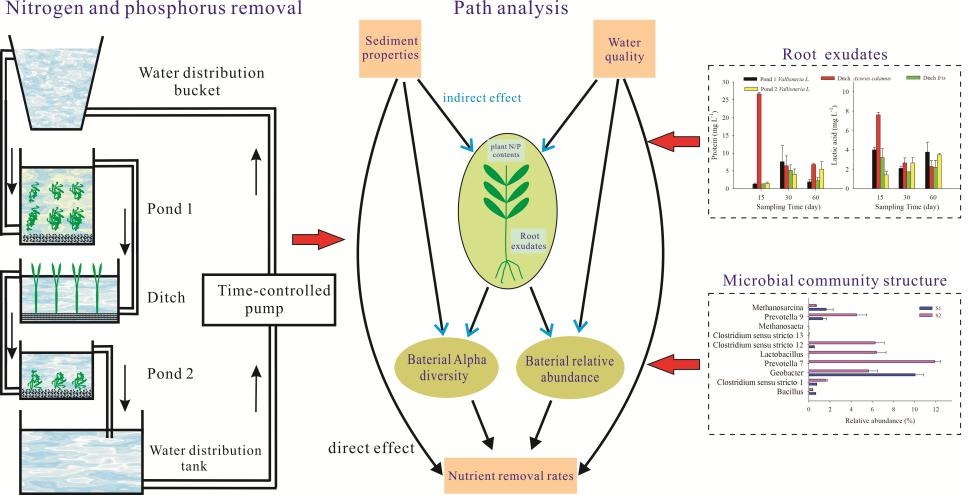 The possible pathways that root exudates may affect rhizosphere bacteria and nutrient removal in the PDCS (Image by MA Lin).jpg