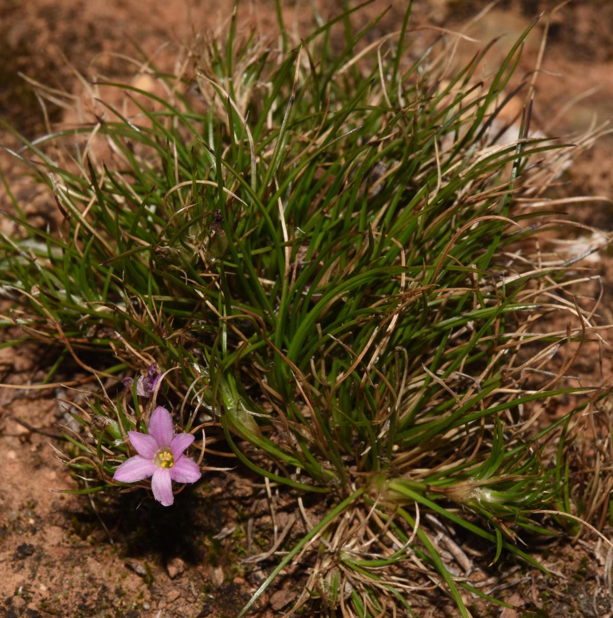 Acanthochlamys bracteata P.C. Kao from China (Taken by Prof. HU Guangwan in Sichuan, China).jpg