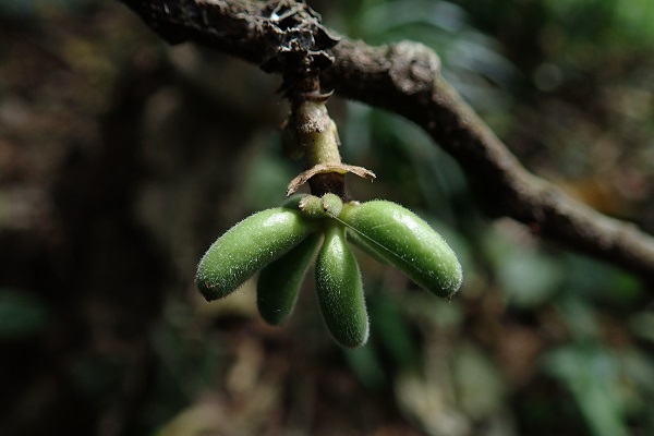 New <em>Trivalvaria</em> Species of Custard Apple Family Found in Southeast Yunnan
