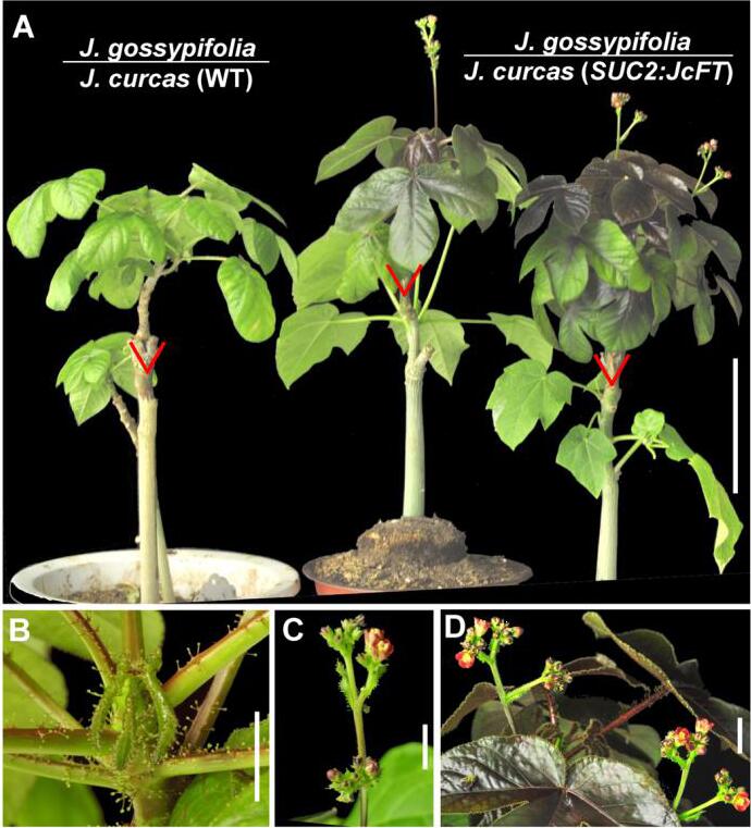 Scion Length Determines Efficiency of Graft-transmitted JcFT for Floral Induction in Jatropha