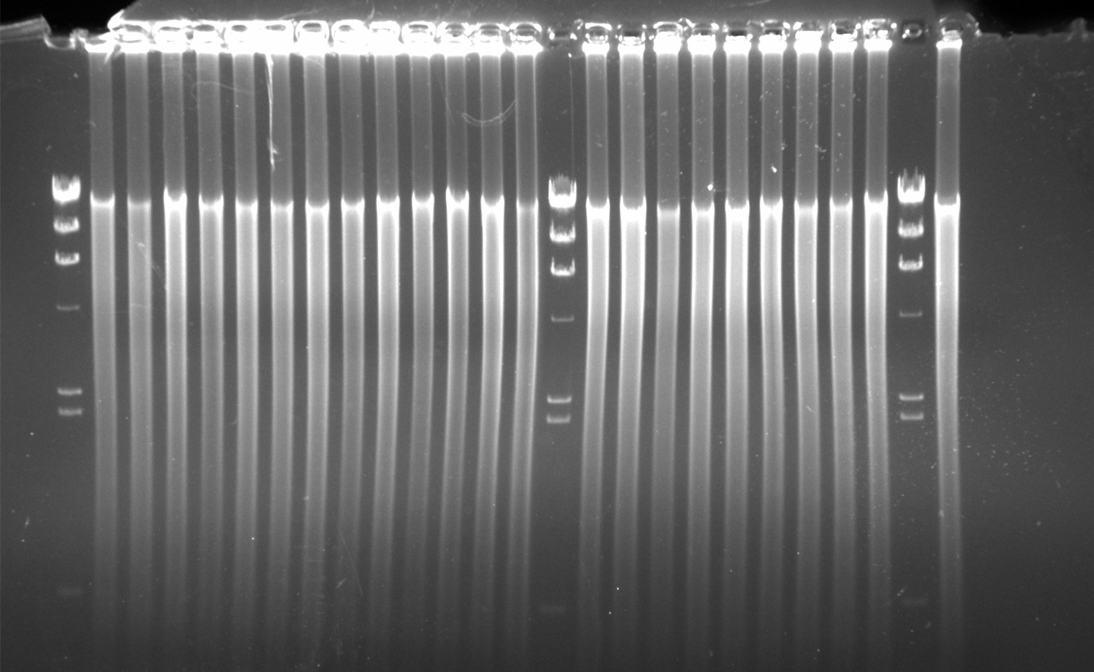 Electrophoresis of the amplified products from microdissected microchromosome (Image by IHB)