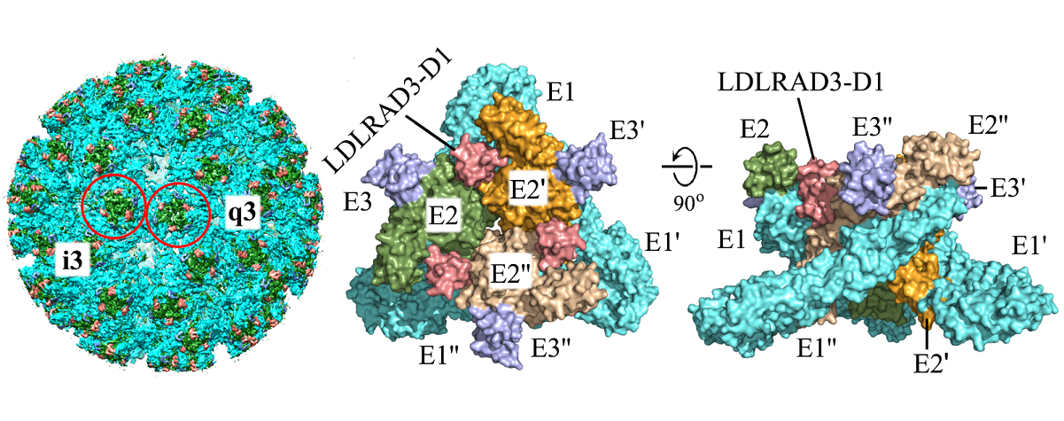Scientists Uncover Structure Basis for Receptor Recognition of Venezuelan Equine Encephalitis Virus
