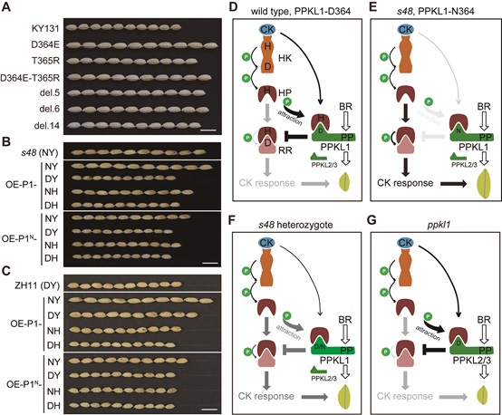 Scientists Discover Control Mechanism of Plant Hormone Cytokinins