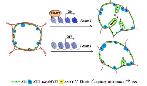Researchers Reveal Novel Epigenetic Mechanism of Alveolar Myofibroblasts Proliferation and Differentiation