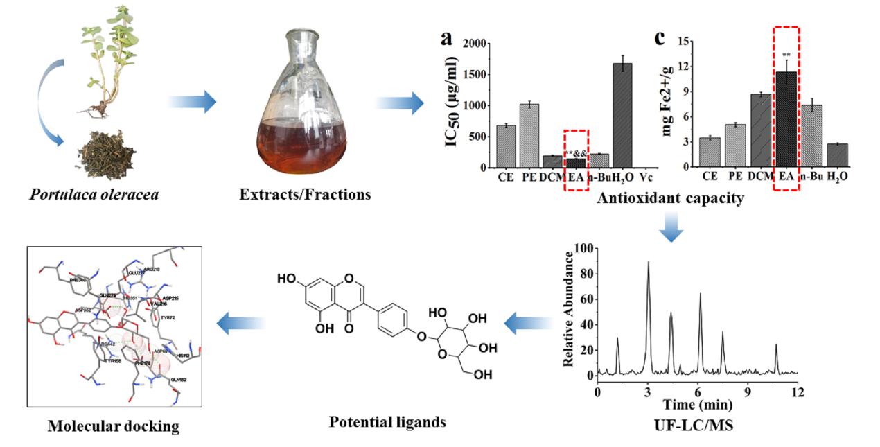 Experimental process of screening potential bioactive ingredients from P. oleracea with antioxidant, hypoglycemic and hypolipidemic activities (Image by ZHANG Hui).jpg