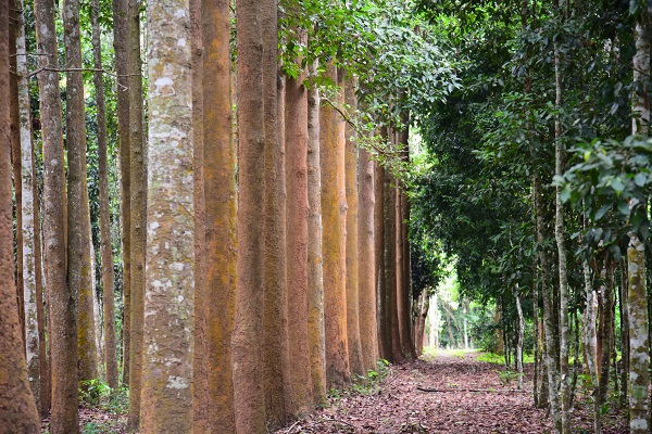 Timber forest in Xishuangbanna Tropical Botanical Garden.jpg